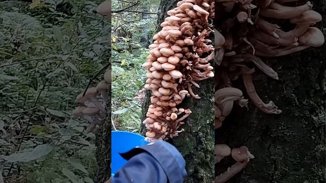 Супер способ сбора опят смотреть онлайн