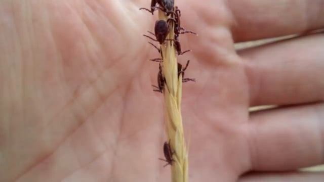 САМОЕ сильное СРЕДСТВО ОТ КЛЕЩЕЙ без химии! Надёжная защита от энцефалитных клещей! смотреть онлайн