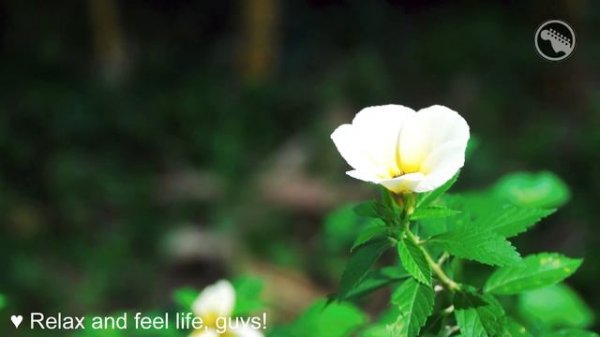 Beautiful Romantic Guitar - Most Old Beautiful Love Songs 80's 90's 💖 Pure Romance Songs for Love