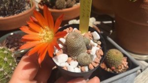 Осторожно, цветущие кактусы. Кактусы у меня дома;)