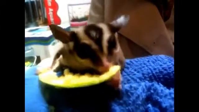Sugar Glider - Animals Funny and Very Friendly With Humans смотреть онлайн