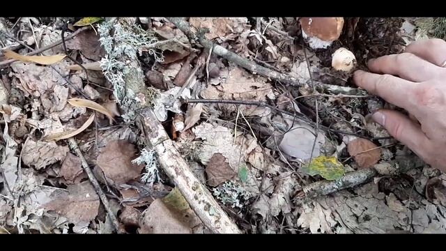 Как мы собирали БЕЛЫЕ ГРИБЫ смотреть онлайн