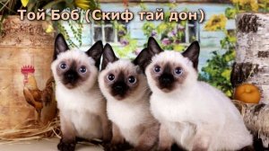 Породы кошек, похожие на сиамскую