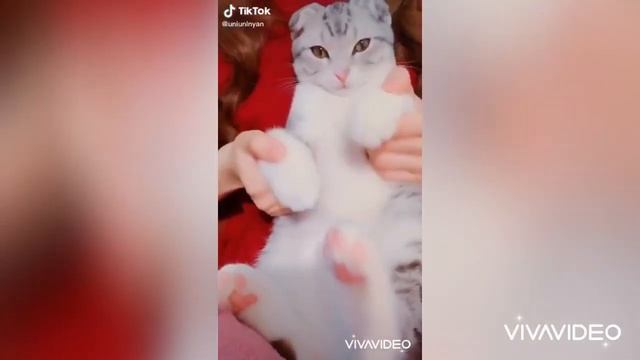 Cats and dogs Funny Compilation #1 - Pet home смотреть онлайн
