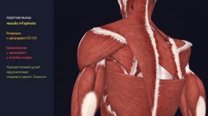 Мышцы Верхней Конечности - 3D Анатомия Мышц Пояса - Часть 1