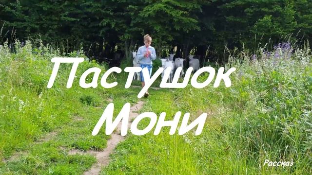 Пастушок Мони.. (рассказ)