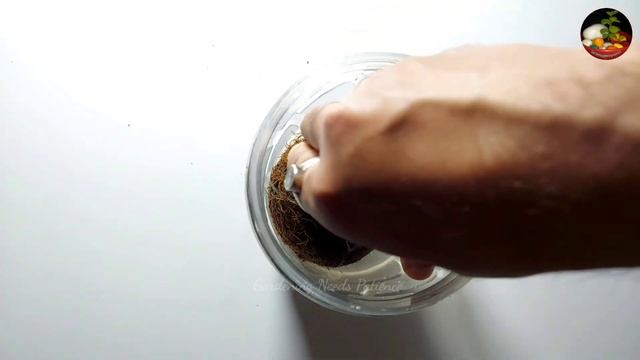 How To Grow Coconut Tree From Coconut Fruit || An Easy Way To Start A Coconut Bonsai смотреть онлайн