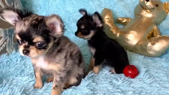 Black Merle chihuahua boy " Armani" and micro tiny sister " Jelly bean" from Las Vegas . смотреть онлайн