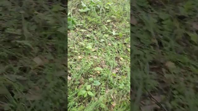 июль2023 Нижегородская область Белые грибы#белыйгриб #белыегрибы