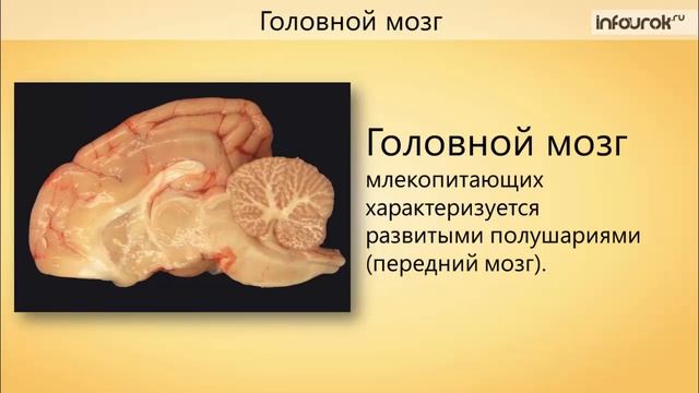 Класс Млекопитающие анатомия и физиология смотреть онлайн