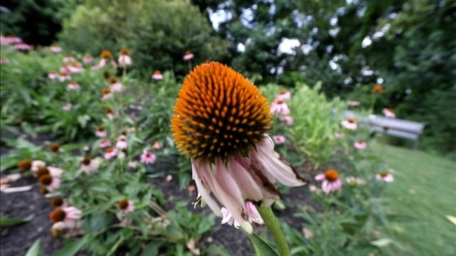 Canon 80D DSLR Camera Raw Video Test -Handheld смотреть онлайн