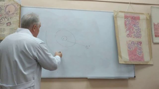 Женская половая система Часть 1 смотреть онлайн