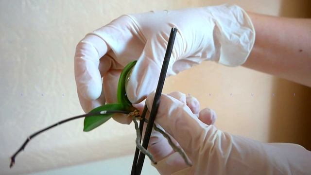 Как отделить ДЕТКУ Орхидеи Фаленопсиса от материнского растения смотреть онлайн