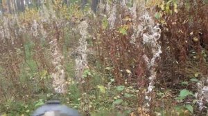 Ориентирование в лесу. Азимут по компасу