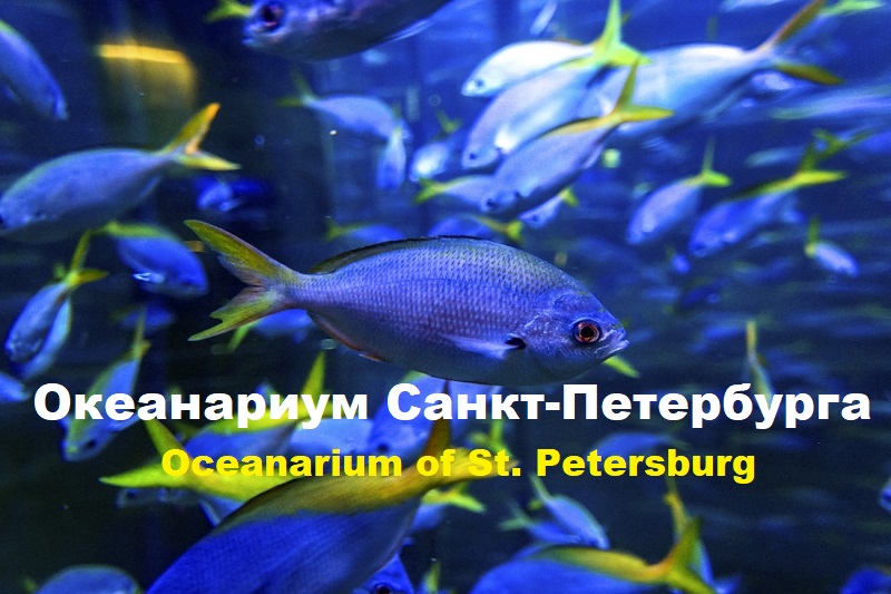 Океанариум Санкт-Петербурга Oceanarium Of St. Petersburg