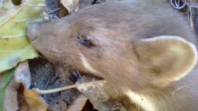 Поймал вора . Что за зверь? смотреть онлайн