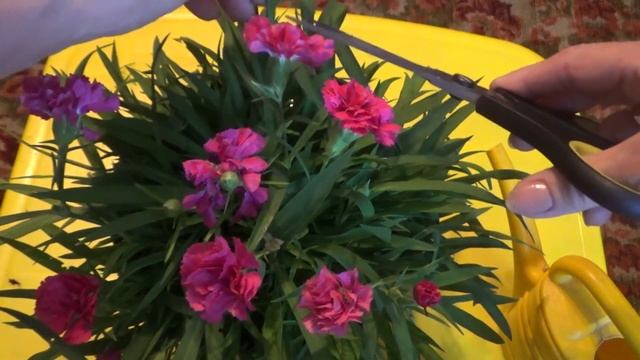 О гвоздике садовой, уход,размножение. смотреть онлайн