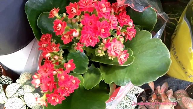 ШИКАРНЫЕ ОРХИДЕИ И ФИАЛКИ! смотреть онлайн