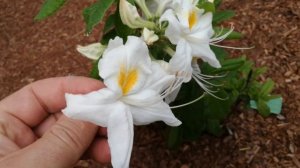 ЯРКОЕ ЦВЕТЕНИЕ 22 ! ЛИСТОПАДНЫЕ РОДОДЕНДРОНЫ.