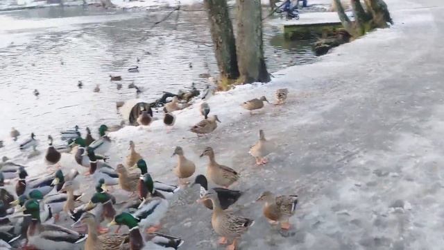 Feeding the Ducks at the park | Frozen Lake | Gothenburg #slottsskogen #sweden #duck #animals смотреть онлайн