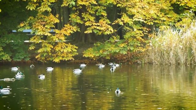 Виталий Мачунский - Осенняя роса смотреть онлайн