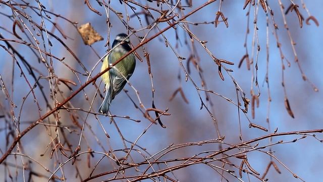 Лазоревки на березовых и осиновых сережках. Parus caeruleus. Птицы Беларуси. смотреть онлайн