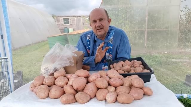 Подробно о Картофеле САРПО МИРА! Сорт полностью Устойчив к ФИТОФТОРЕ! Характеристики, Урожайность смотреть онлайн