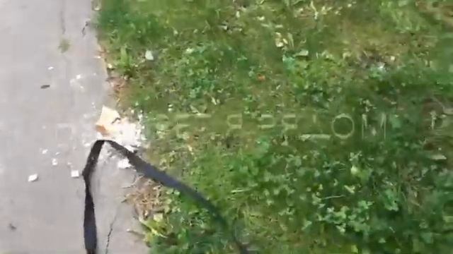 Дрессировка.Как отучить подбирать с земли .С Вами кинолог,спикер Севостьянова Наташа смотреть онлайн