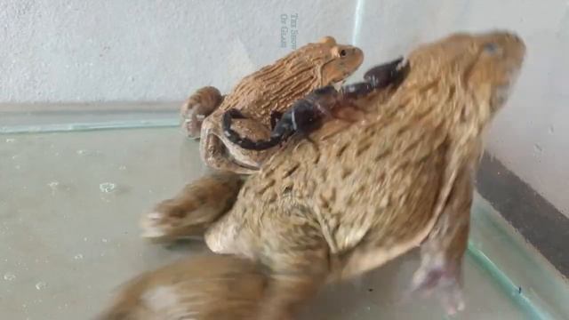 Неудивительно, что Король Чёрных Скорпионов - сражается с вершиной горной лягушки.