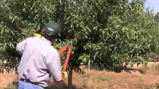 Almond Pruning Year 2 смотреть онлайн