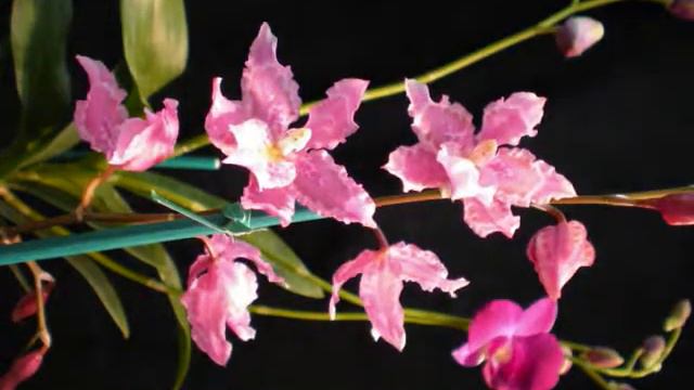 Orchid Time Lapse, Oncidium смотреть онлайн