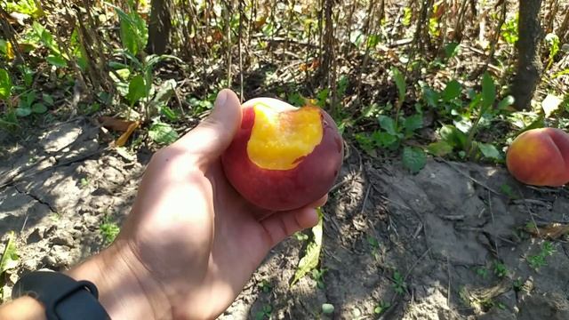 персик Роял Джимм и Свит Дрим смотреть онлайн