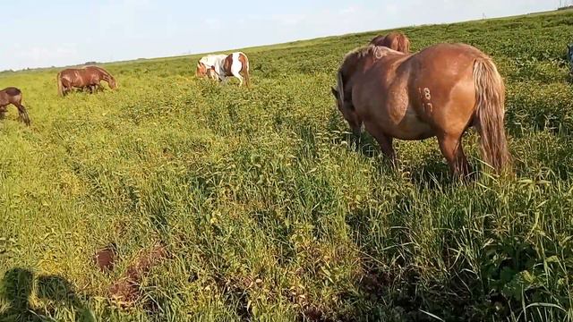 кобылица Роза без Грома и роз смотреть онлайн