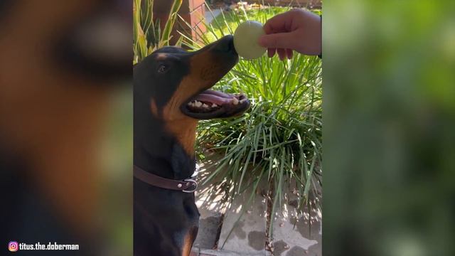 Doberman Pinscher - Top 10 Facts смотреть онлайн