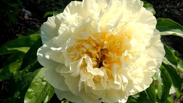 Пион Sunny girl. смотреть онлайн