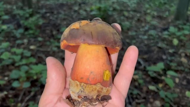 Грибные новости ! Глухие БОРОВИКИ есть ! Грибы 2022 ! смотреть онлайн