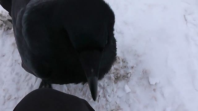 Ворон Гоша учится жизни