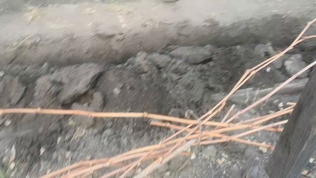Подготовка винограда к зимовке. Влагозарядный полив. Нижнеудинск. смотреть онлайн