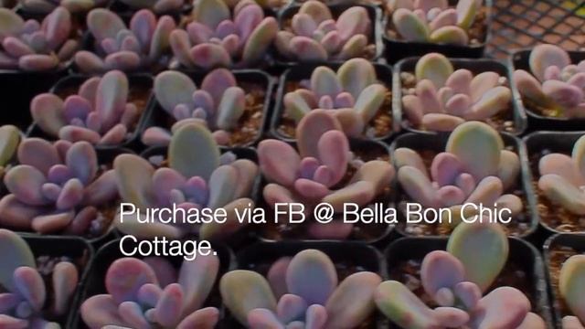 Succulents Graptopetalum Amethystinum, Lavender Pebbles, Pink Moonstones Available To Purchase. смотреть онлайн