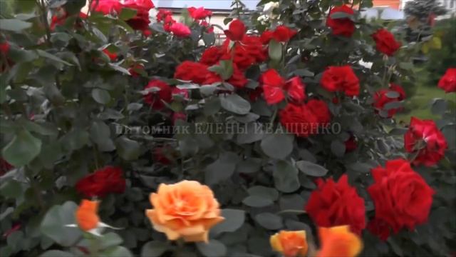 Цветущий Розарий. Питомник роз и хвойных Иващенко Елены. смотреть онлайн