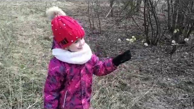 Верба в лесу