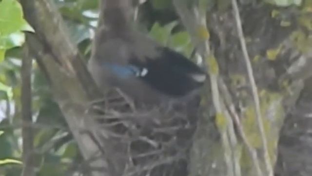 Птенец сойки запутался в гнезде (1), Ставрополь, Ворошилова, 15.05.2018 смотреть онлайн
