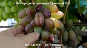 виноград Эйфория