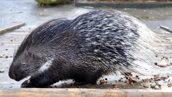 к чему снится дикобраз