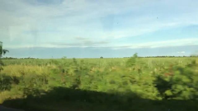 Домініканський цукровий буряк. Вирощування цукрової тростини в Домінікані. смотреть онлайн
