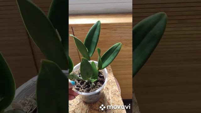 Крупная, яркая каттлея растит новые ростки 😀 смотреть онлайн