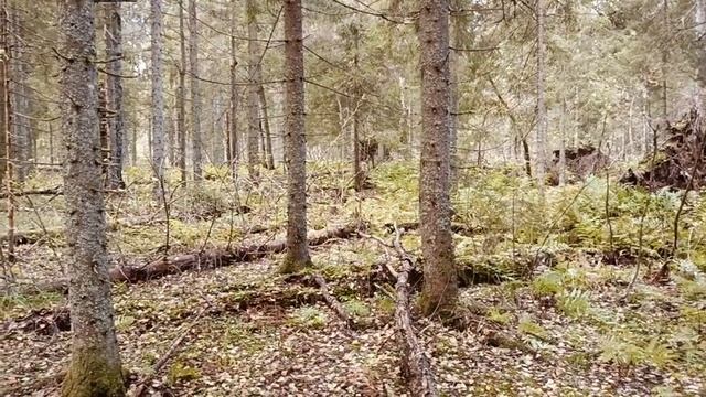 Мой дзен! Валдайский национальный заповедник. смотреть онлайн