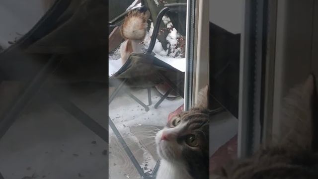 Беличий Кипиш. Squirrel. Медитация кота.#животные#animals#белка#кот#cat смотреть онлайн