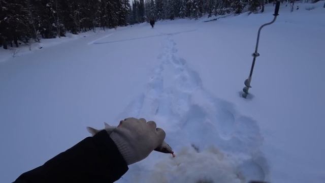 Ловим хариуса рядом с таёжной избушкой! Накормил Николая мороженой рыбой!)) С Новым Годом! смотреть онлайн