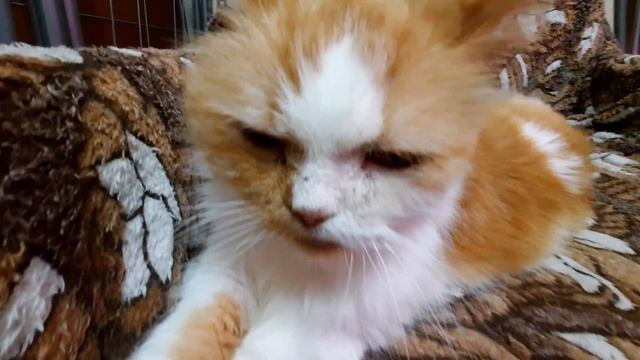 Мудрый Кот даёт лапу как мудрый пёс смотреть онлайн